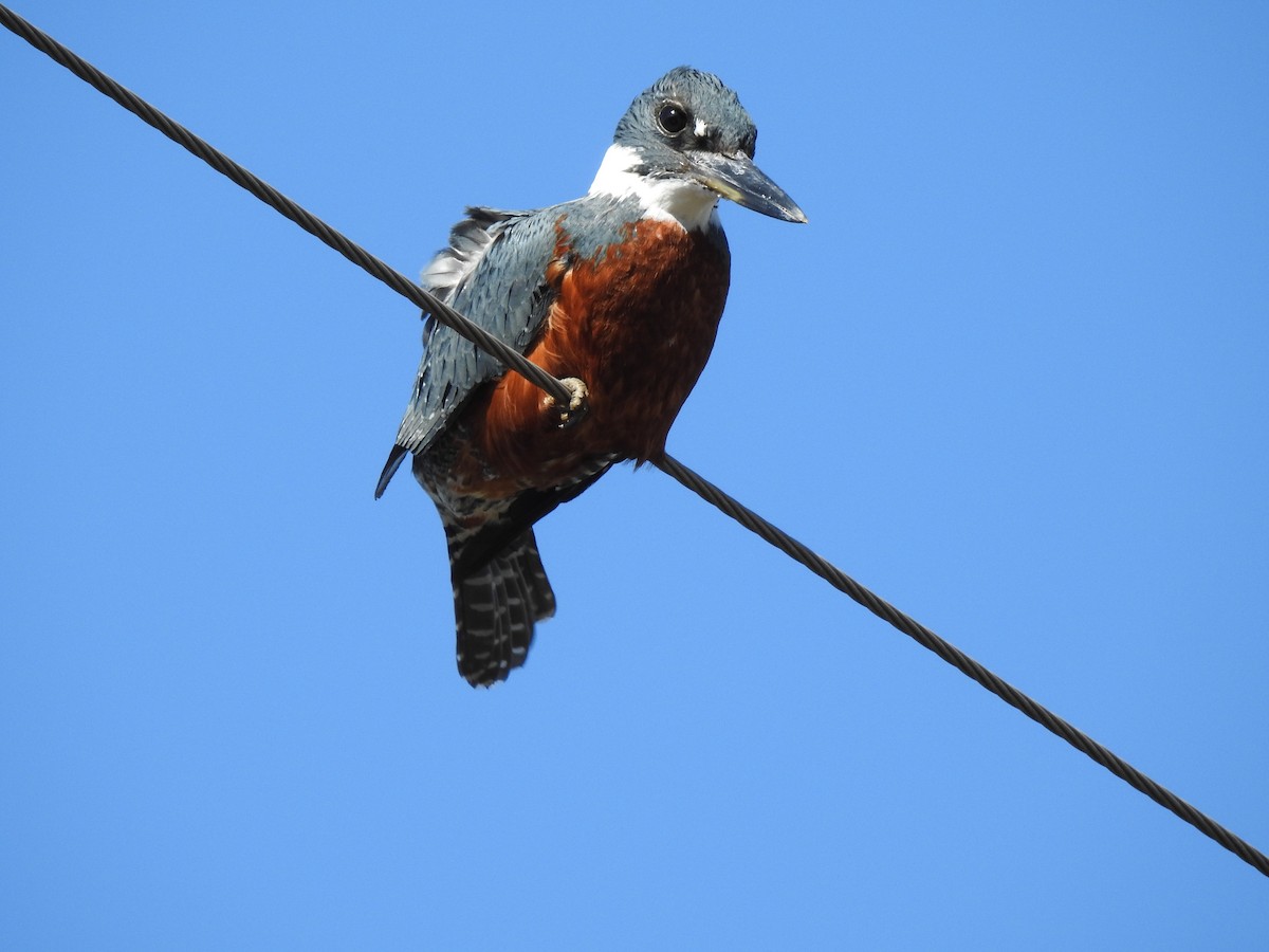 Ringed Kingfisher - Laura Carrasco