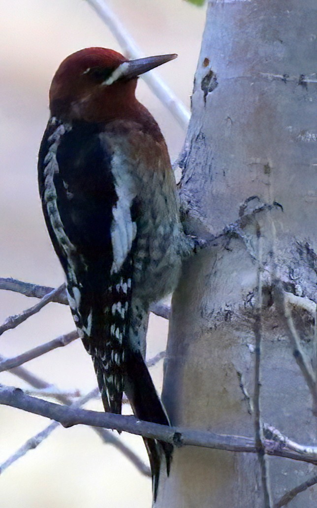 Red-breasted Sapsucker - ML488172081