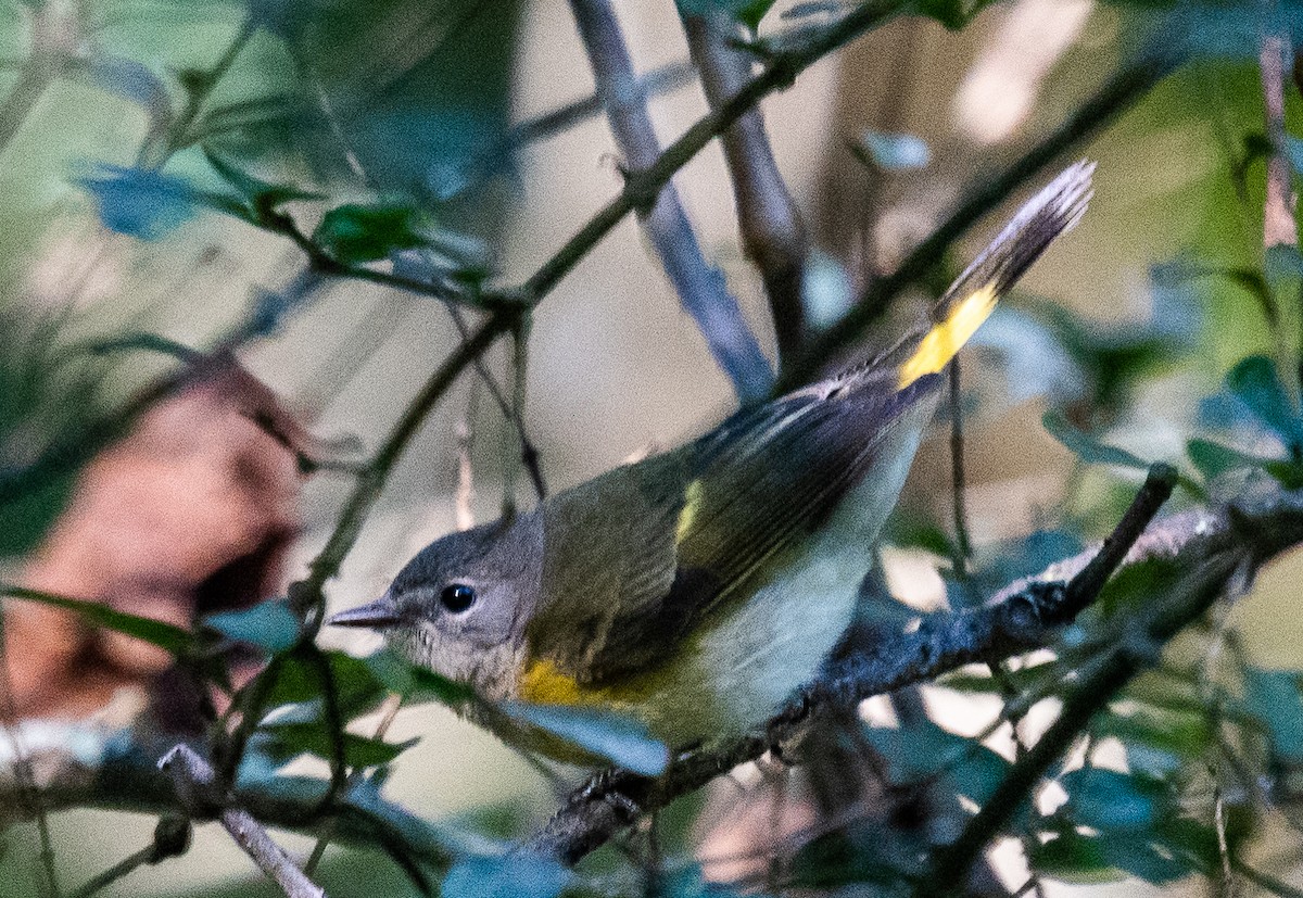 American Redstart - ML488173311