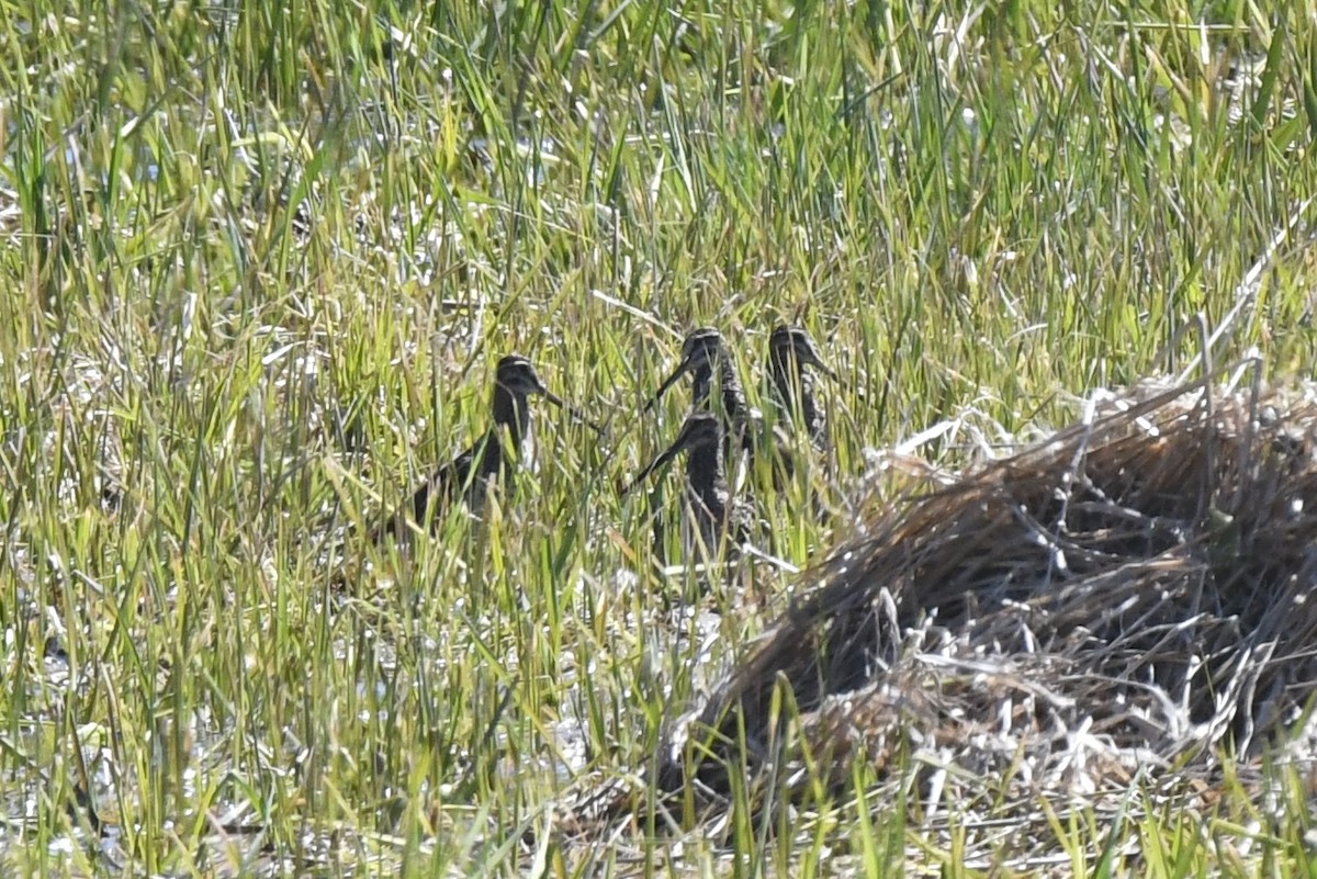 Wilson's Snipe - Maha Katnani
