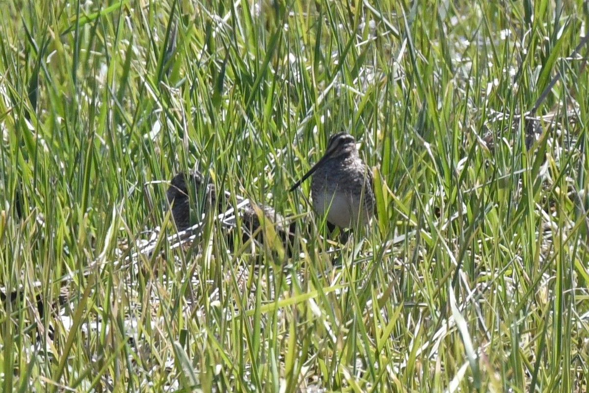 Wilson's Snipe - Maha Katnani