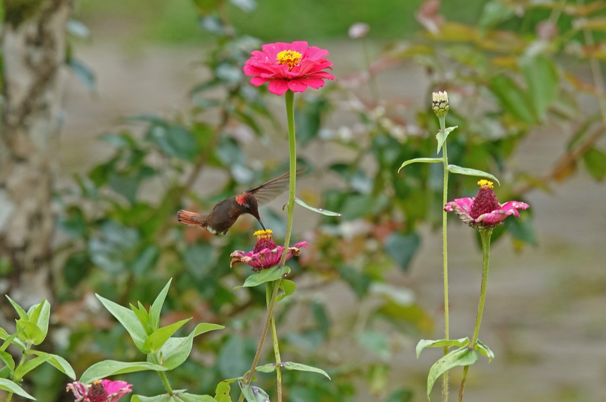 Ruby-topaz Hummingbird - ML488173961