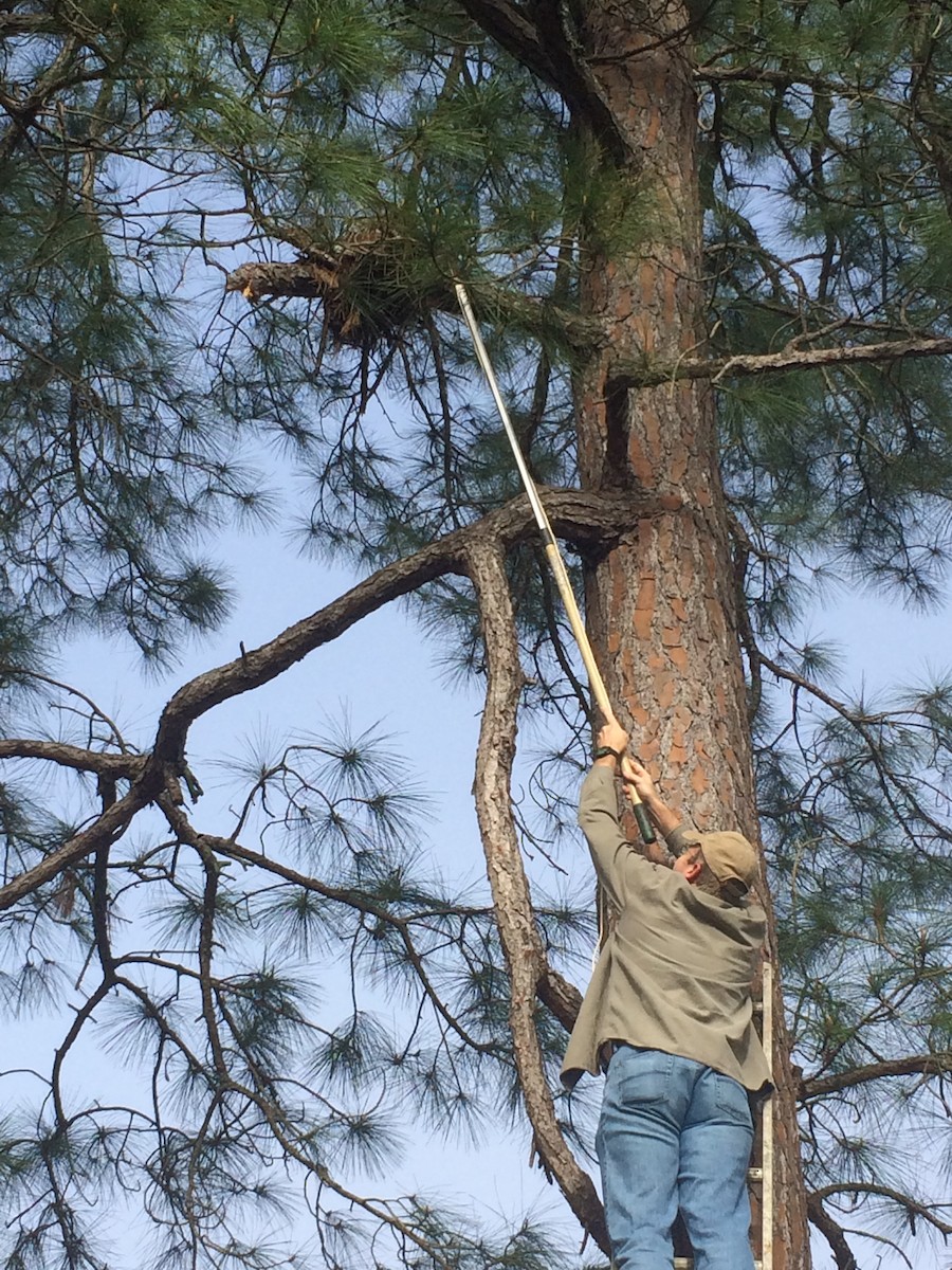 Great Horned Owl - ML48817431