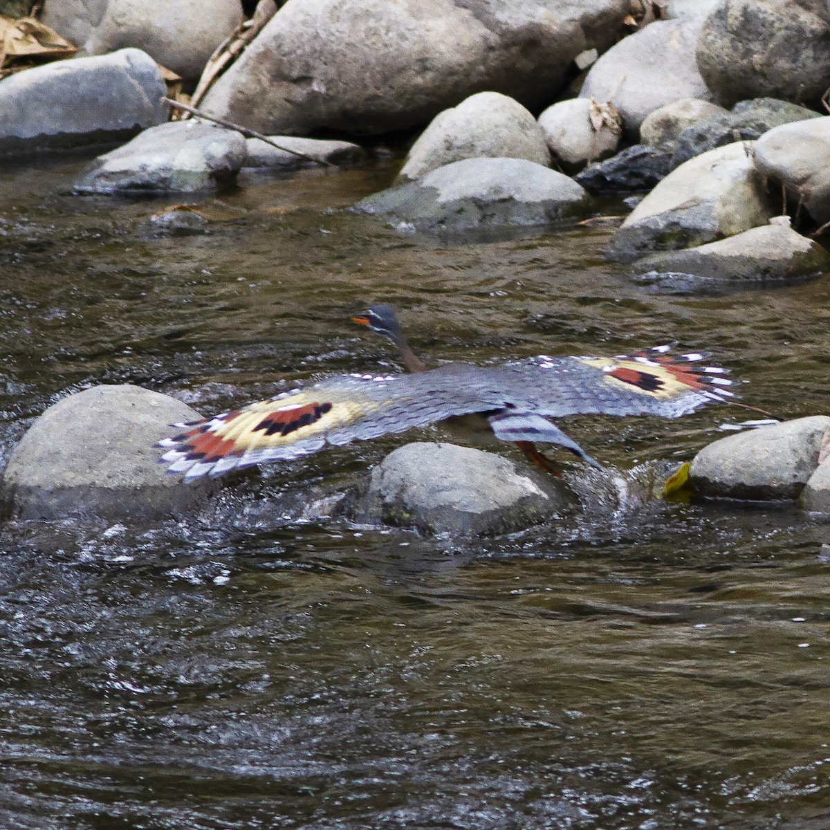 Sunbittern - ML488174531