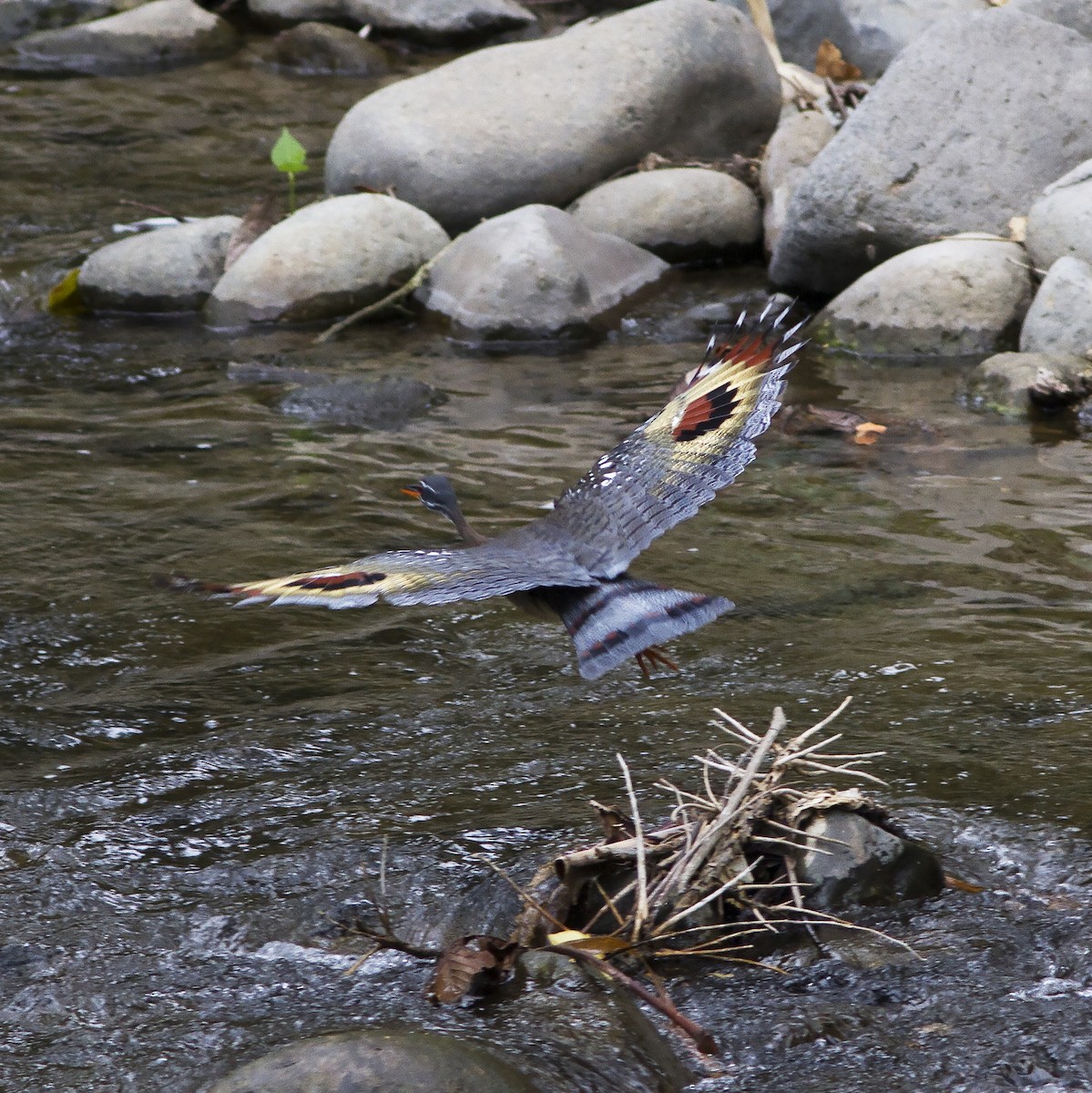 Sunbittern - ML488174551