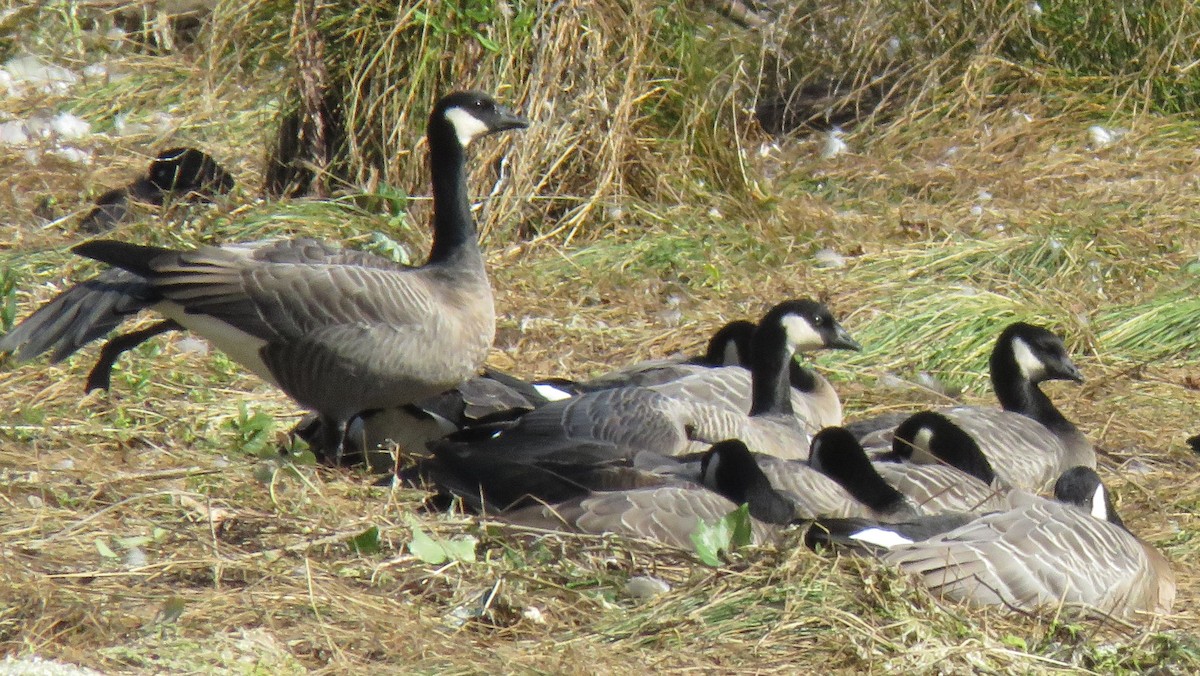 Cackling Goose - ML488175251