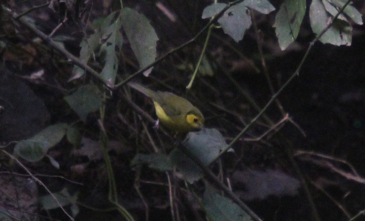 Hooded Warbler - ML488176361