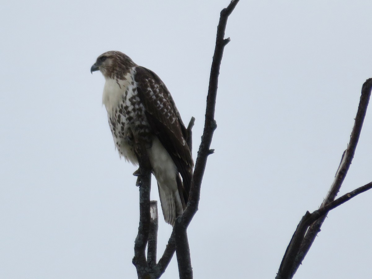 Red-tailed Hawk - ML488176461