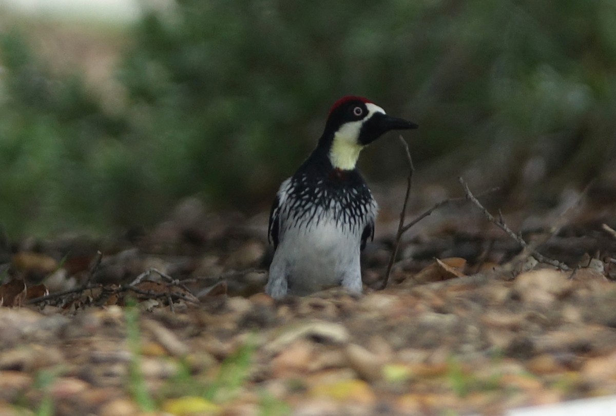 Acorn Woodpecker - ML48817671