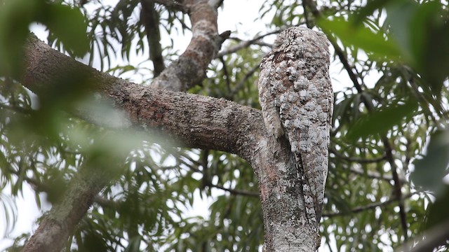 Great Potoo - ML488177