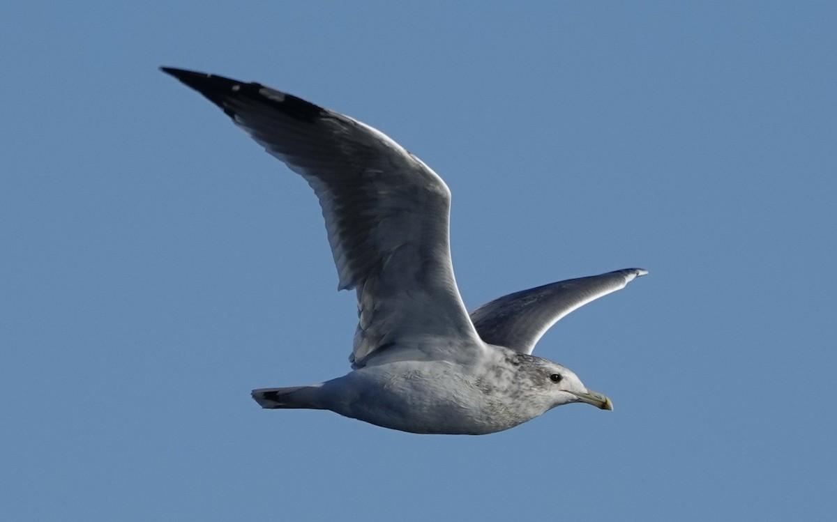 California Gull - ML488177481