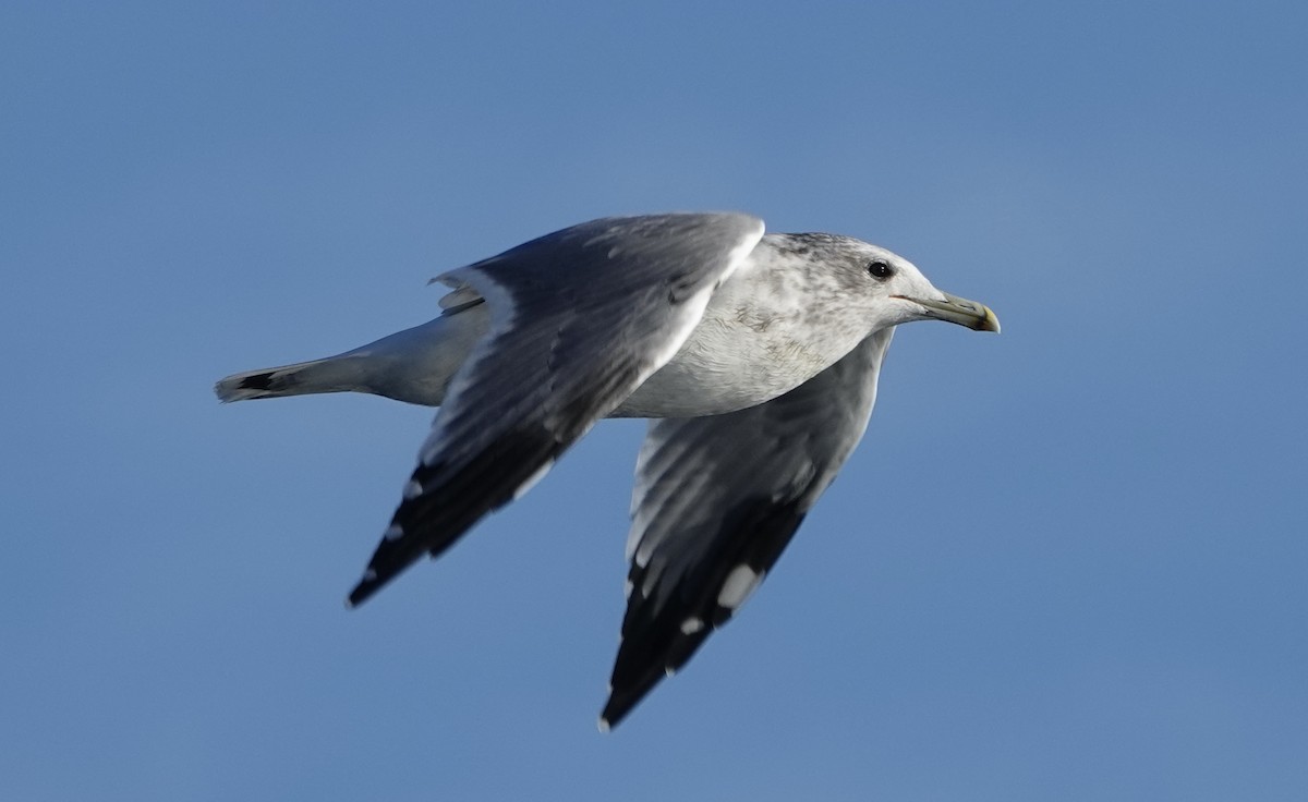 California Gull - ML488177491