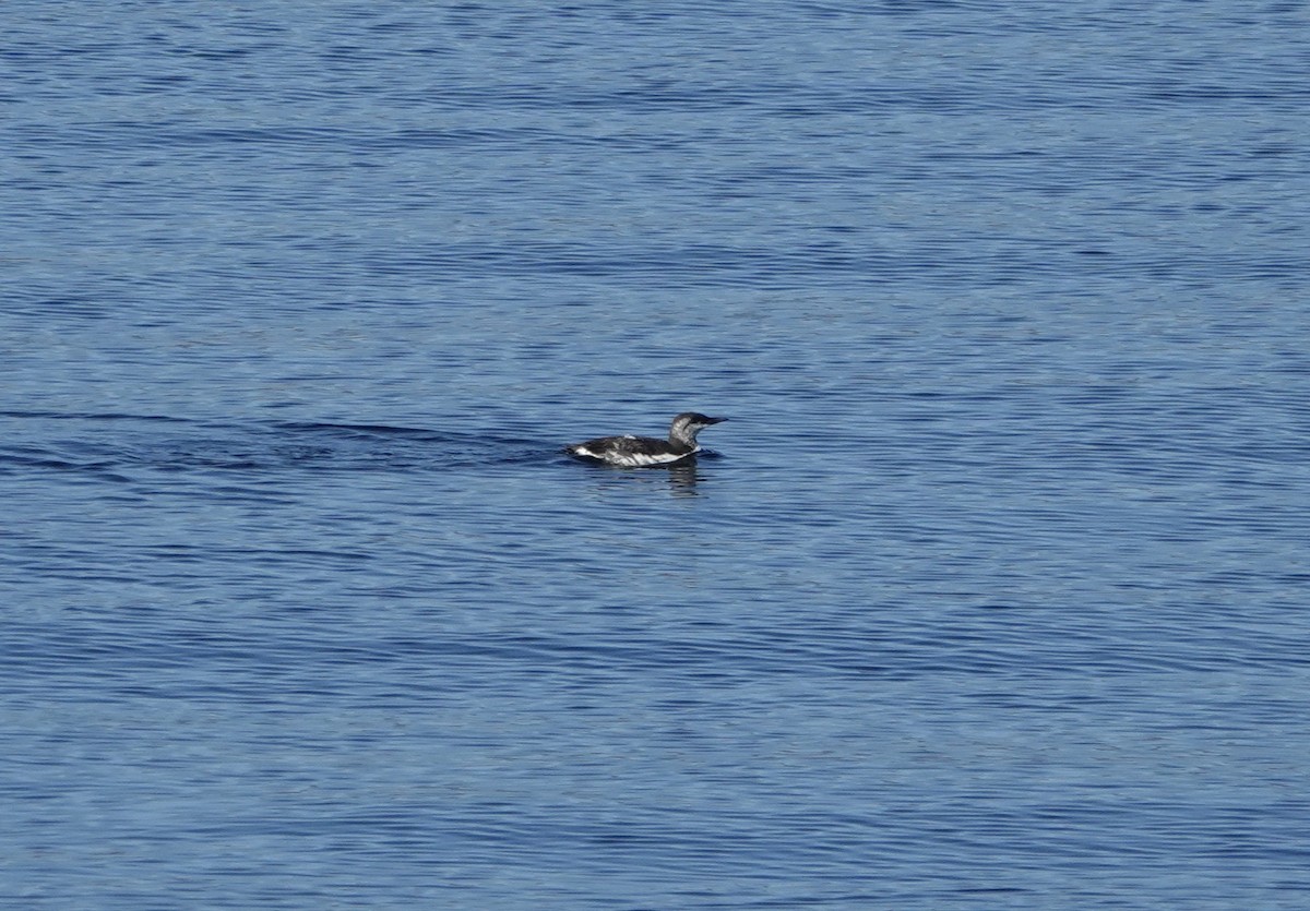 Common Murre - ML488177581