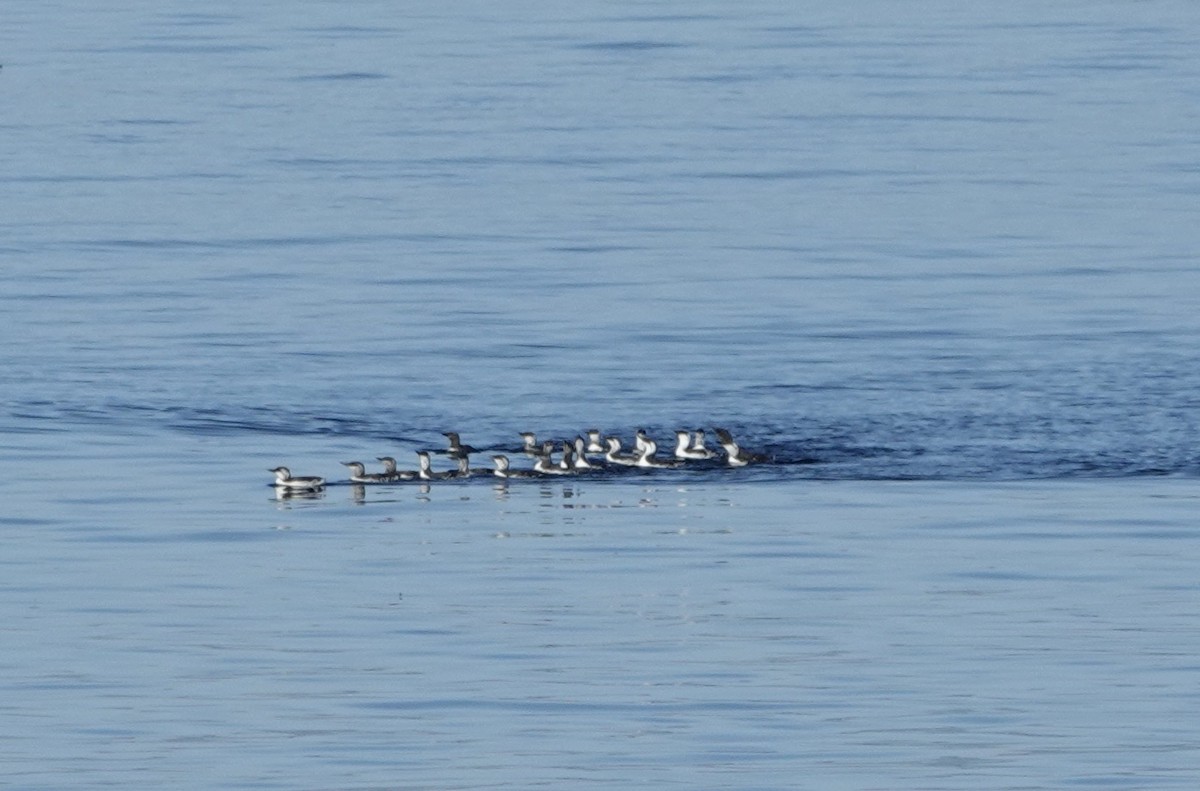 Common Murre - ML488177611