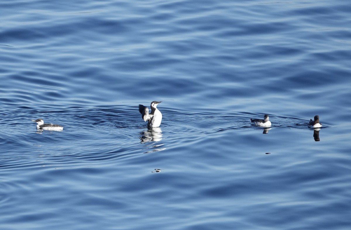 Common Murre - ML488177691