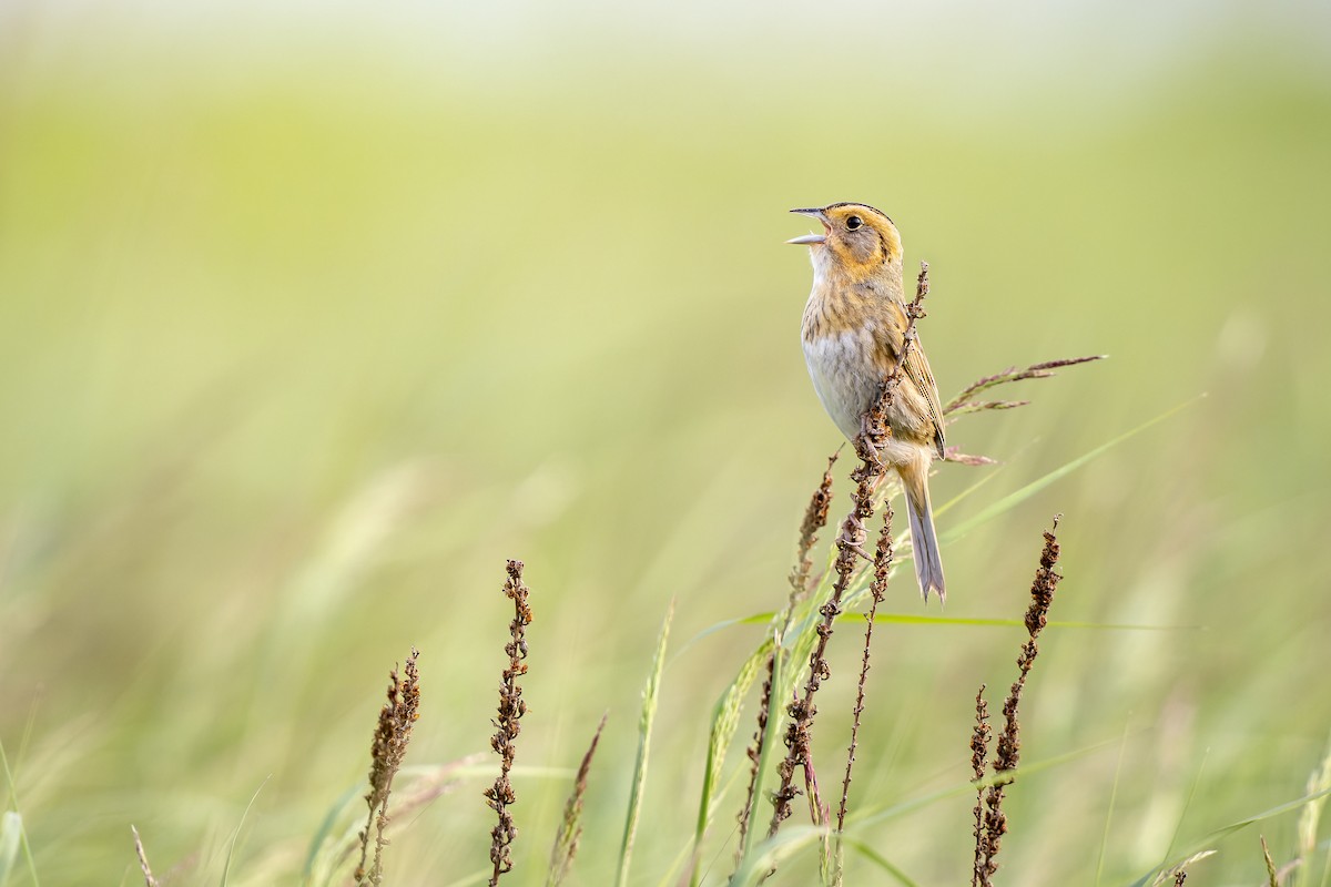 Nelson's Sparrow - ML488178871