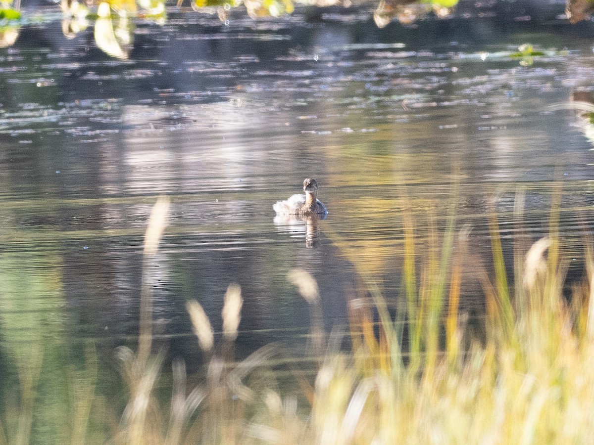 Bindentaucher - ML488178991