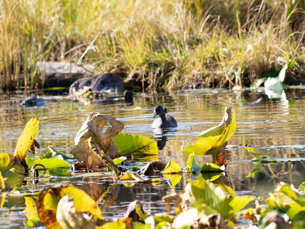 Indianerblässhuhn - ML488179061