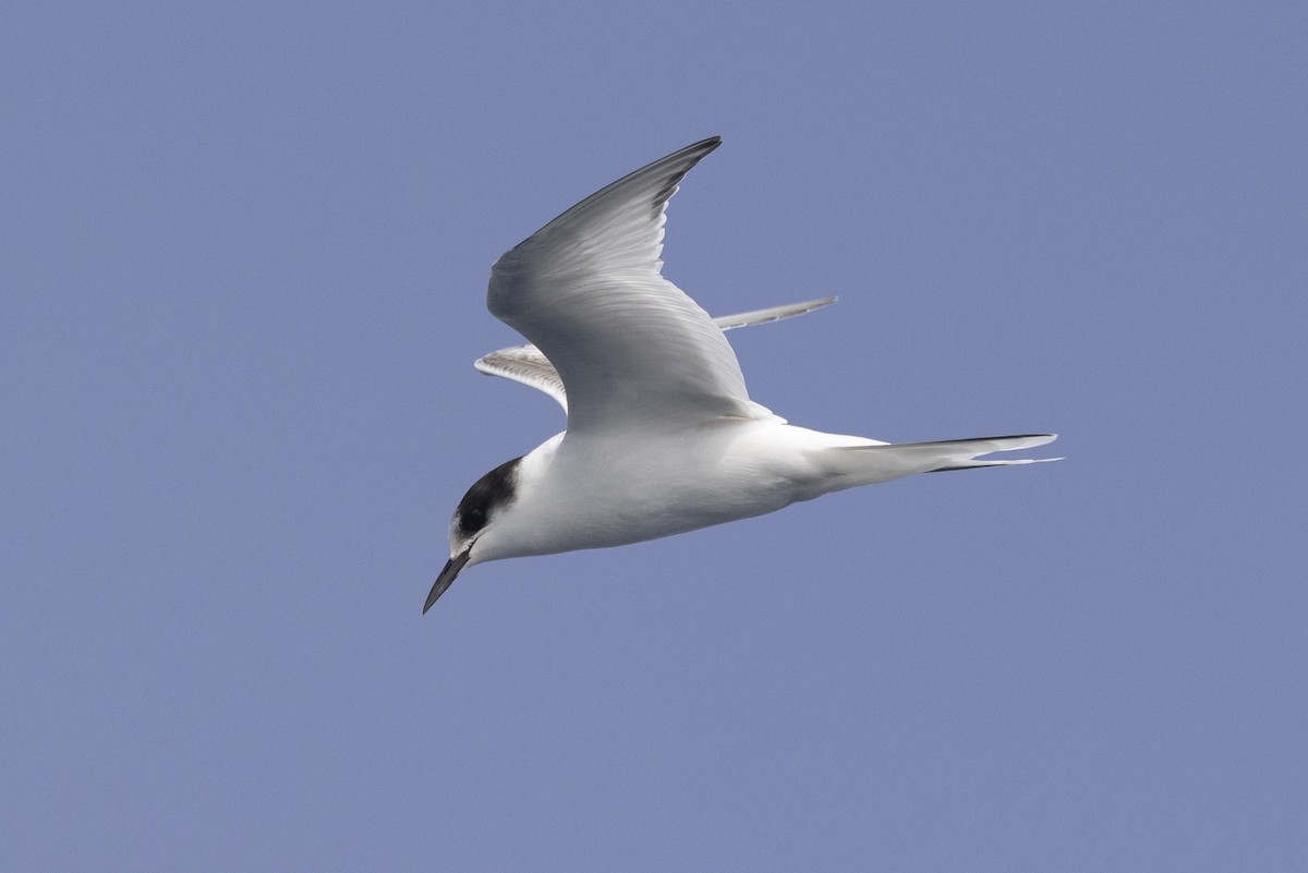 Arctic Tern - Ed Corey