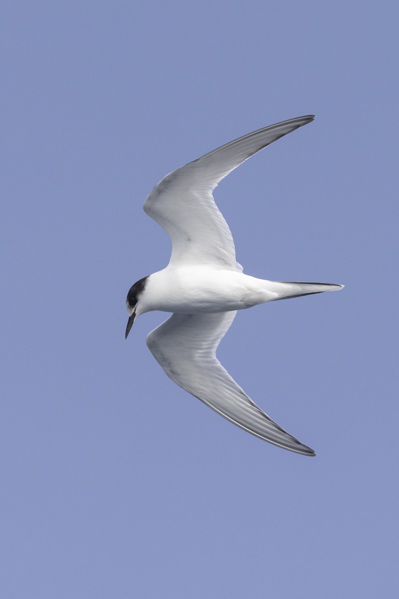 Arctic Tern - Ed Corey