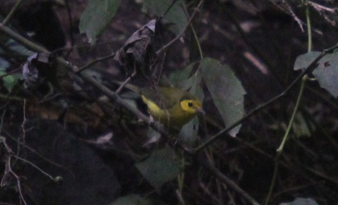 Hooded Warbler - ML488179691