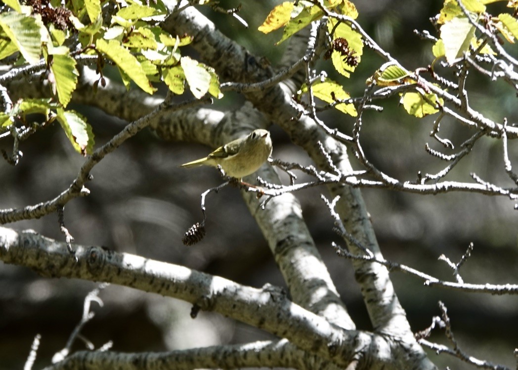 Ruby-crowned Kinglet - ML488179981