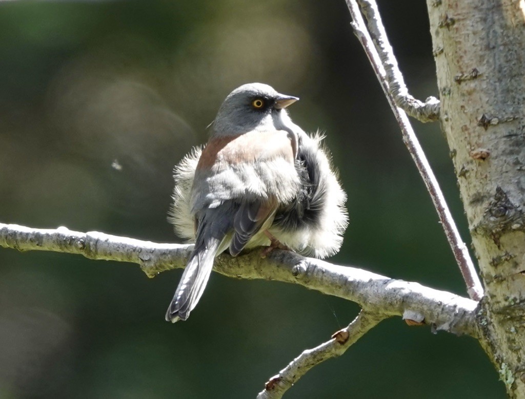 Yellow-eyed Junco - ML488180081