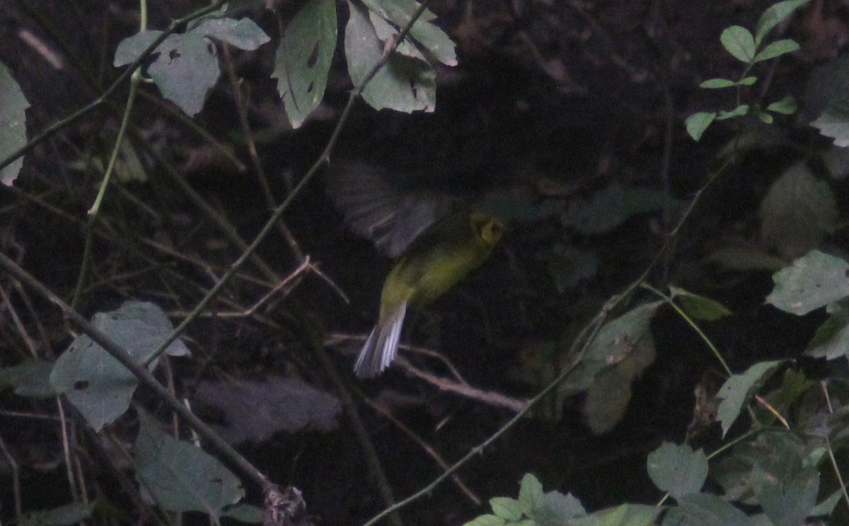 Hooded Warbler - ML488182131