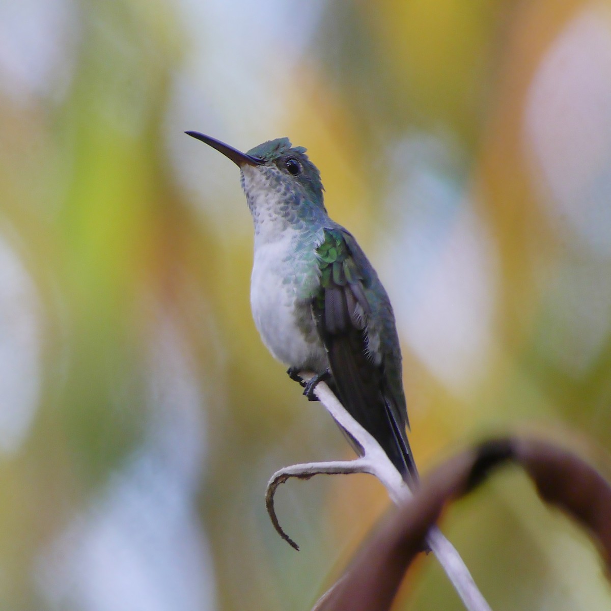 Charming Hummingbird - ML488182461