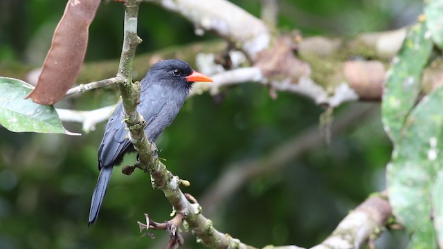 Schwarzstirn-Faulvogel - ML488184