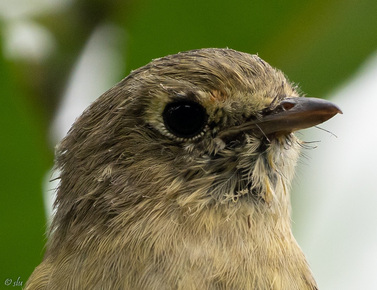 Hutton's Vireo - ML488184001