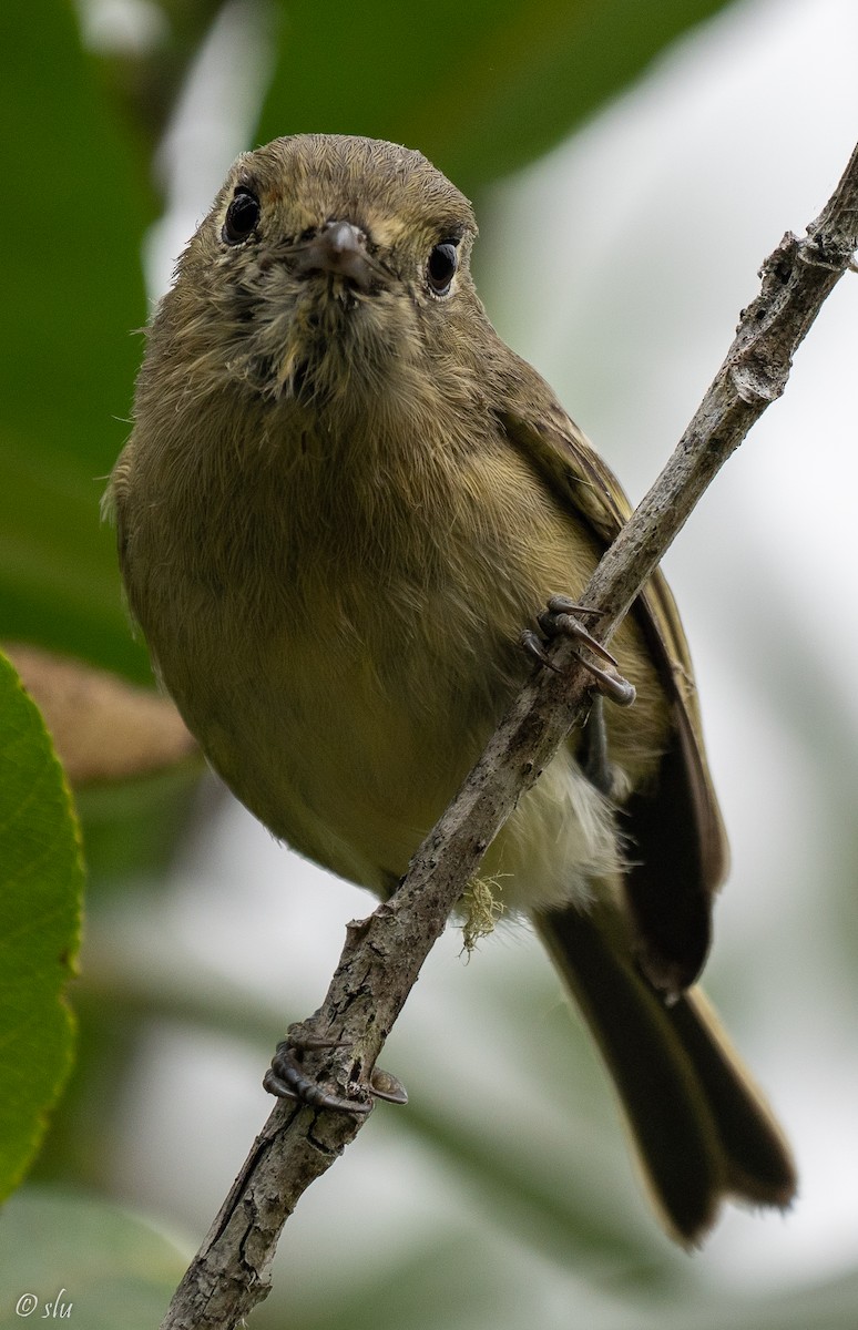 Hutton's Vireo - ML488184011