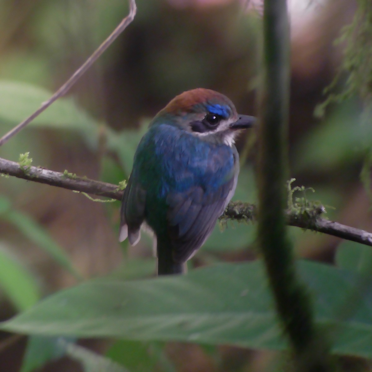 Tody Motmot - ML488184031