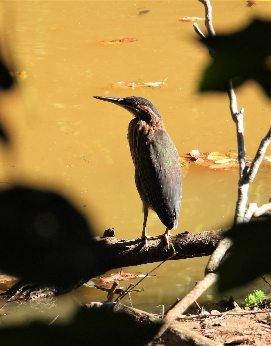 Green Heron - ML488184091