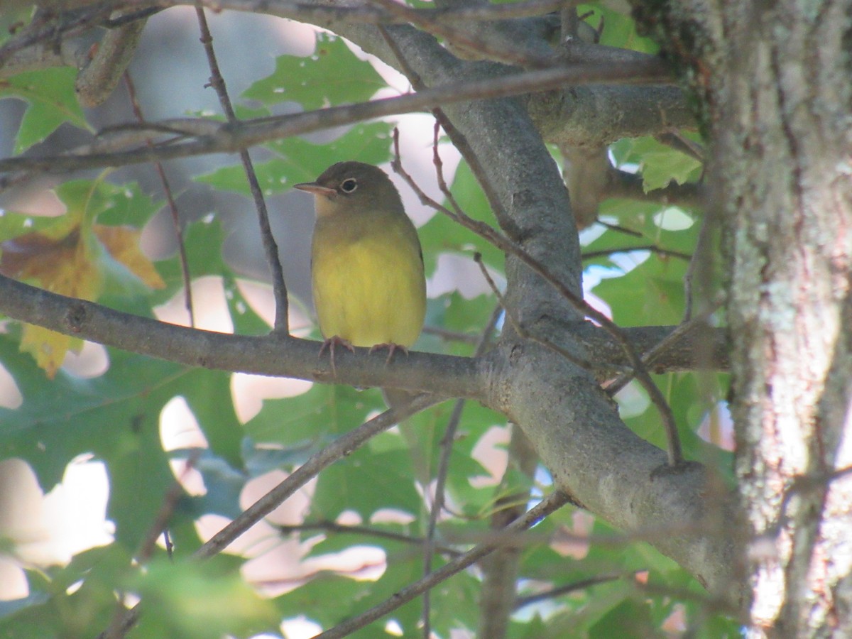 Connecticut Warbler - ML488184281