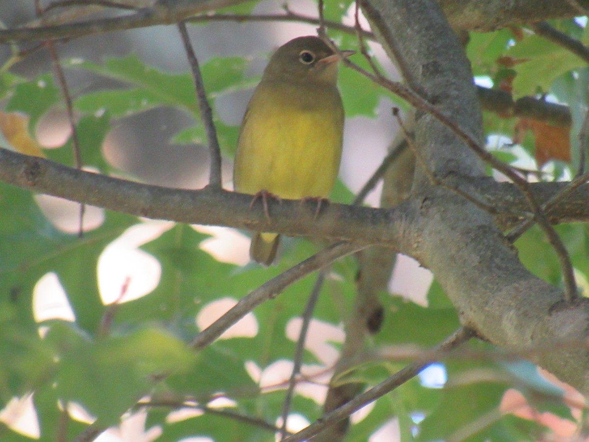Connecticut Warbler - ML488184291