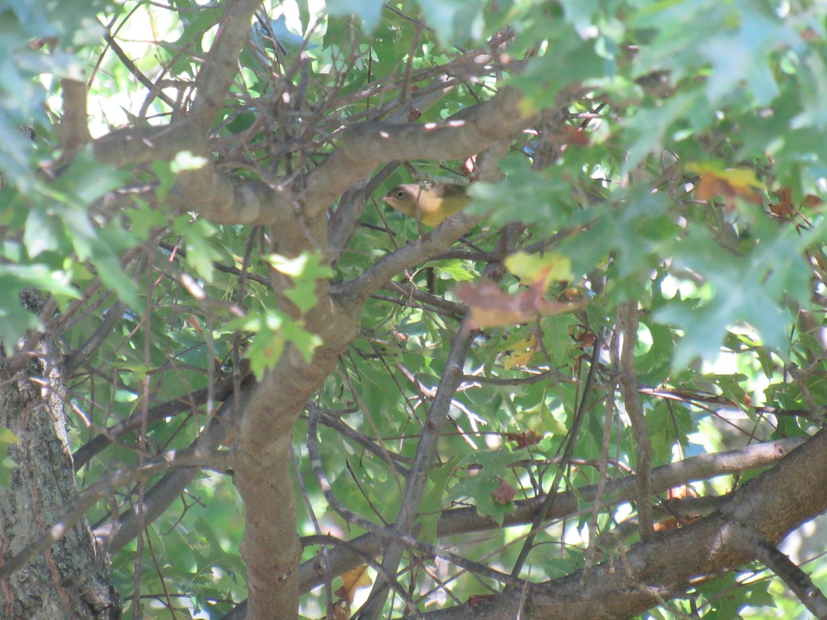 Connecticut Warbler - ML488184301