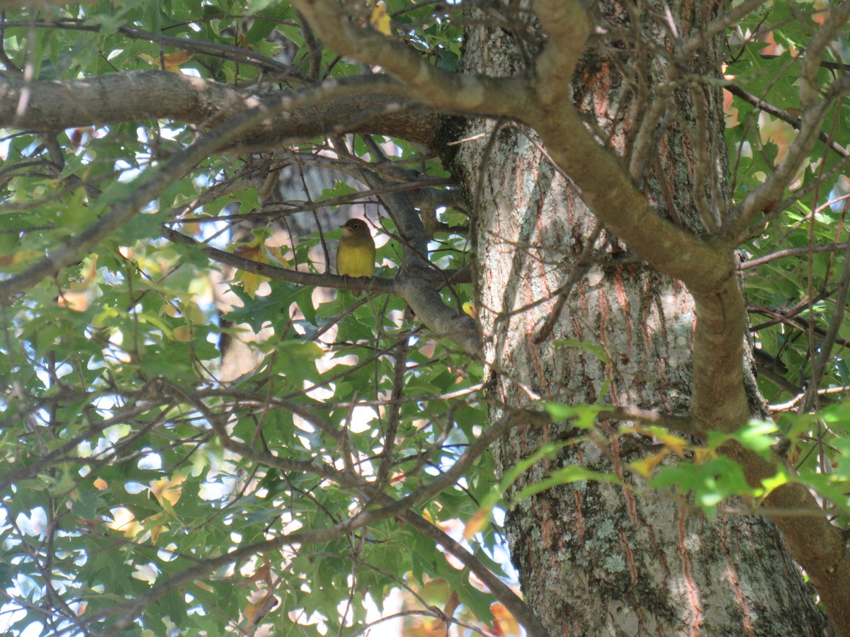 Connecticut Warbler - ML488184311