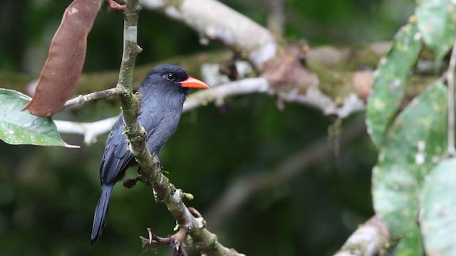 Schwarzstirn-Faulvogel - ML488185