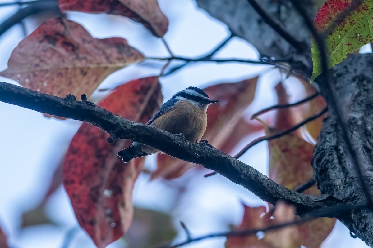 Red-breasted Nuthatch - ML488185451
