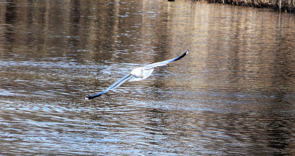 Ring-billed Gull - ML48818571