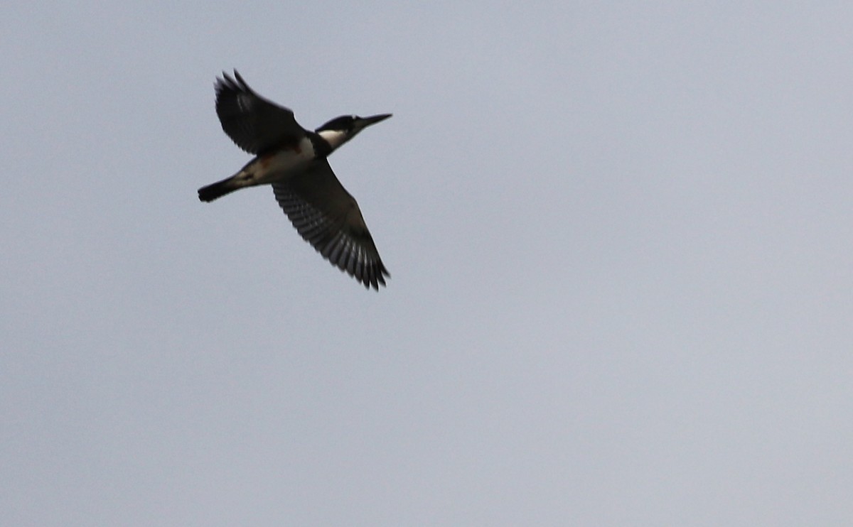 Belted Kingfisher - ML488186361