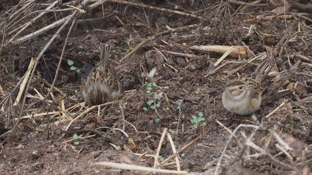 Clay-colored Sparrow - ML488188291