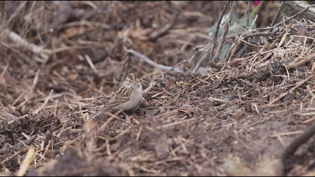 Clay-colored Sparrow - ML488189861