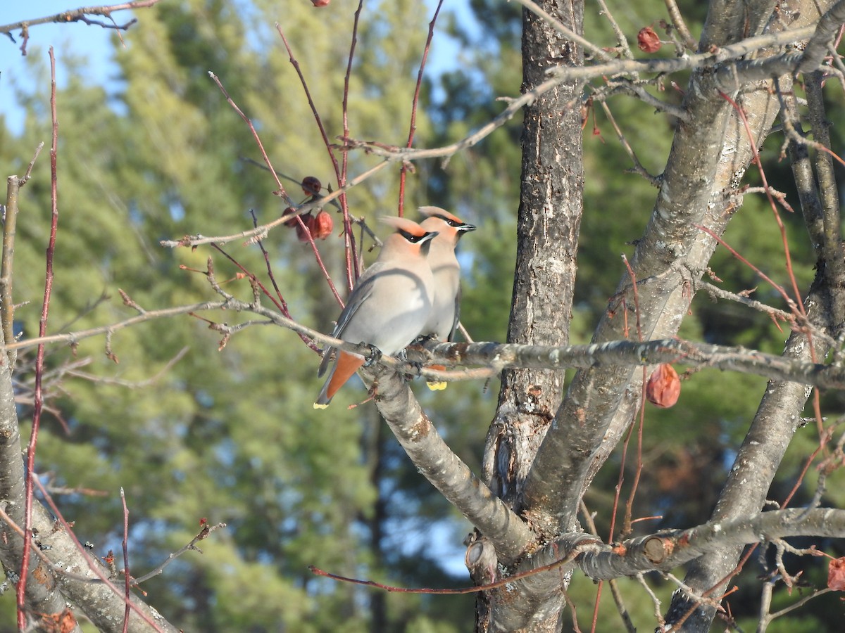 Bohemian Waxwing - ML48819291