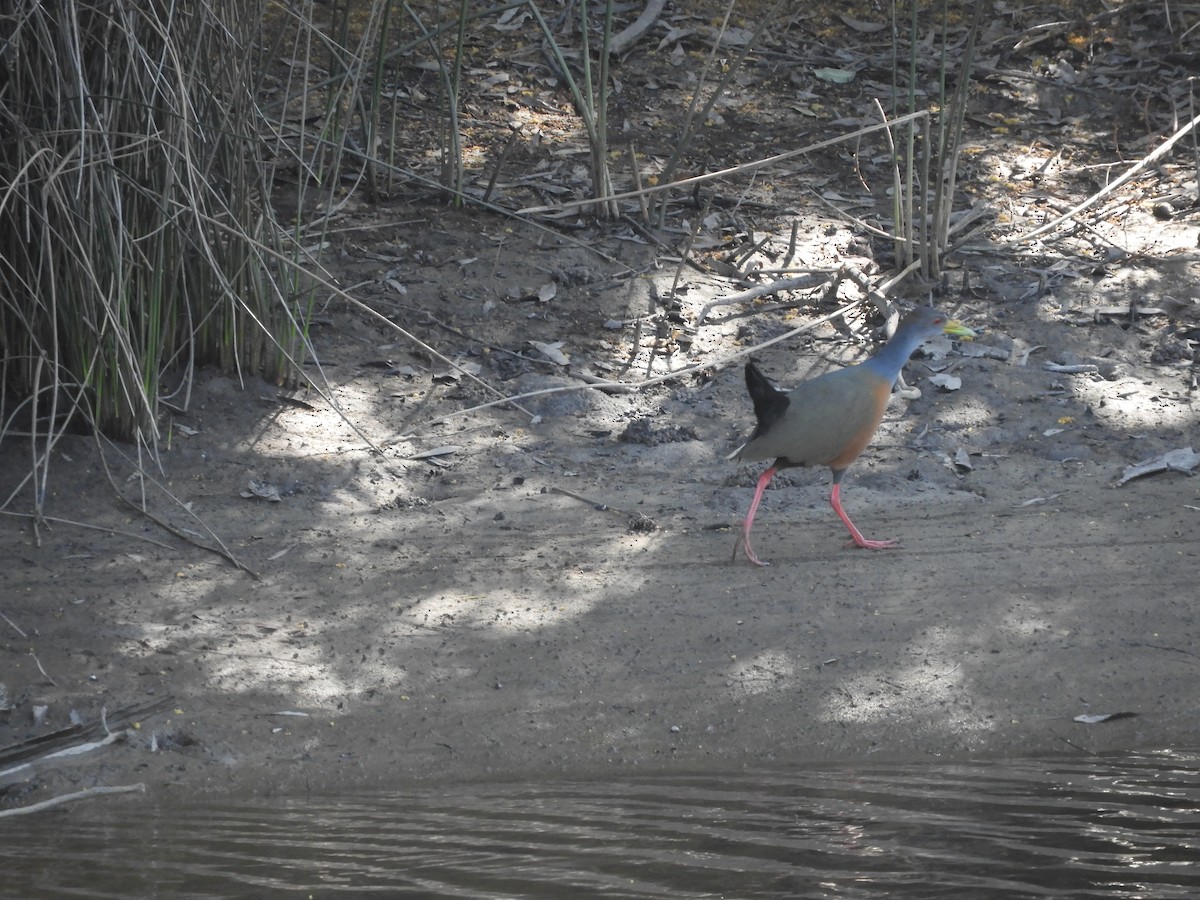 Gray-cowled Wood-Rail - ML488193331