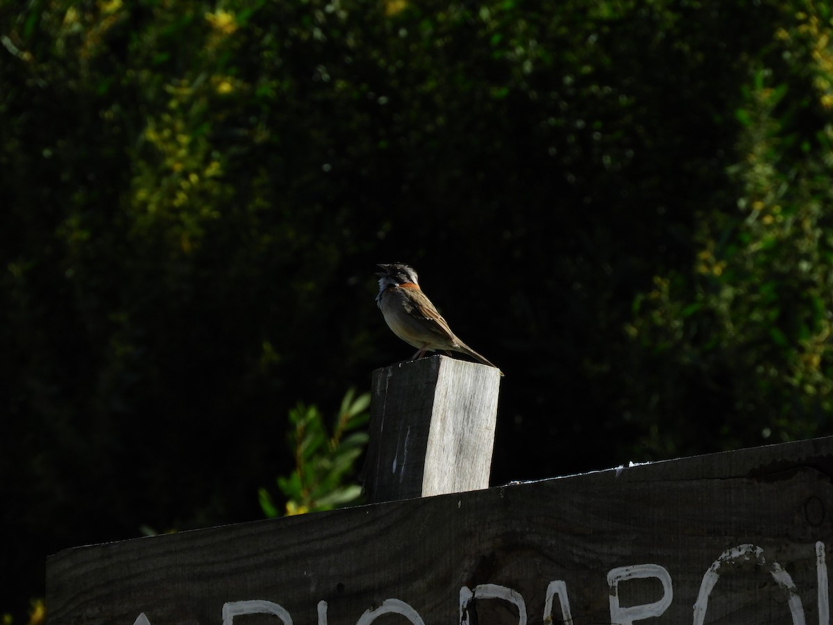 Rufous-collared Sparrow - ML488194041