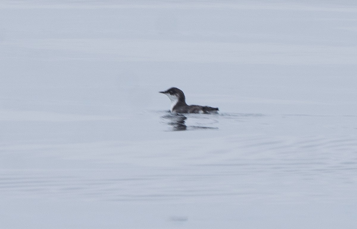 Scripps's Murrelet - ML488194831