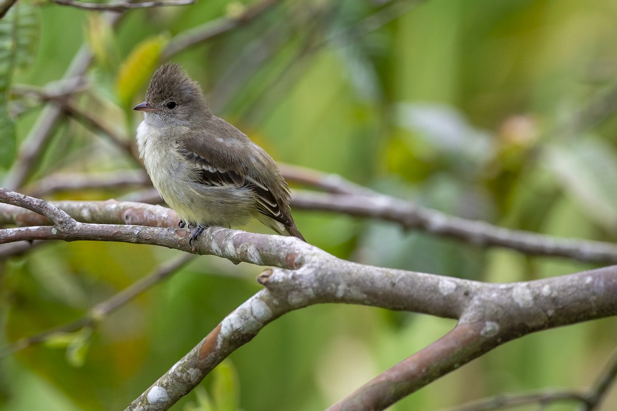 Southern Beardless-Tyrannulet - ML488194981