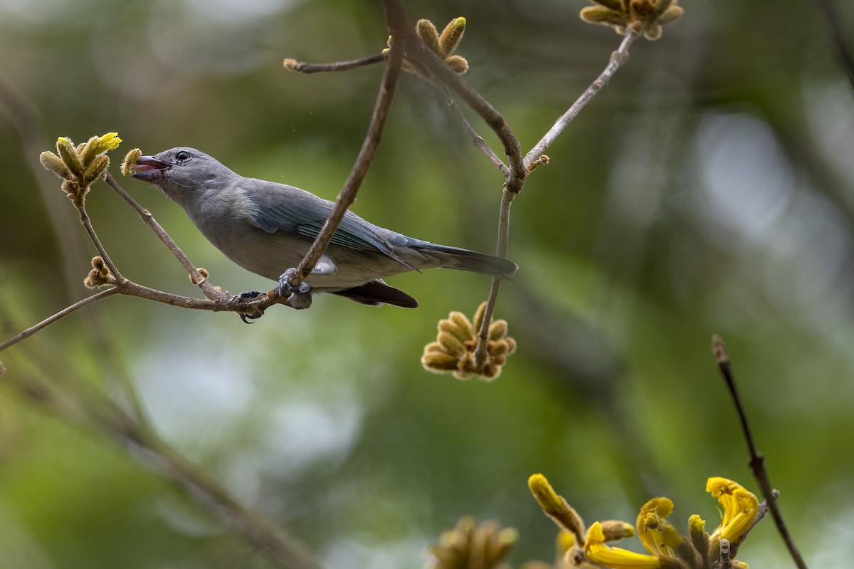 Sayaca Tanager - ML488195211